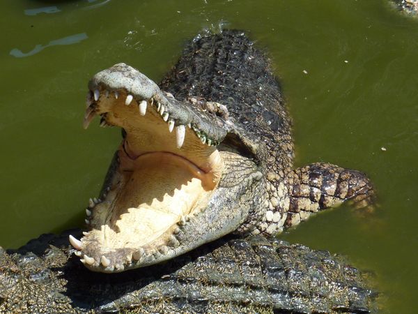 ▲▼鱷魚被水獺咬住尾巴，痛到張嘴大叫。（示意圖／取自免費圖庫pixabay）