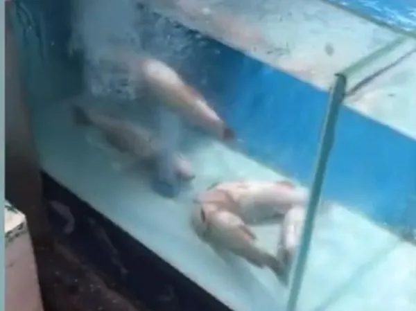 ▲▼ 仰泳鱸魚            。（圖／翻攝 網易）