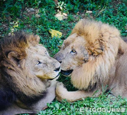 ▲▼萬獸獅王洗牙大作戰。（圖／壽山動物園提供）