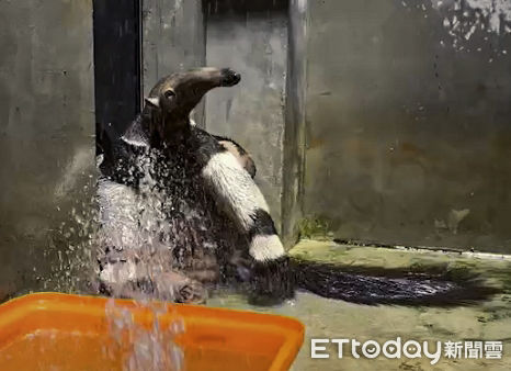 ▲▼超懂玩水樂趣〜大食蟻獸爽洗澎澎。（圖／台北市立動物園提供）