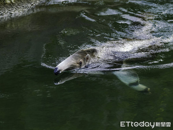 ▲▼超懂玩水樂趣〜大食蟻獸爽洗澎澎。（圖／台北市立動物園提供）