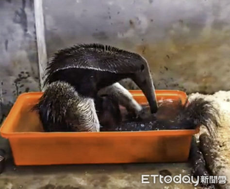 ▲▼超懂玩水樂趣〜大食蟻獸爽洗澎澎。（圖／台北市立動物園提供）