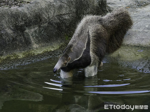 ▲▼超懂玩水樂趣〜大食蟻獸爽洗澎澎。（圖／台北市立動物園提供）