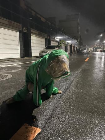 ▲▼「獅子」穿哥吉拉裝雨中蹲路邊解放　網看傻：第一眼以為是人。（圖／有點毛毛的／IG:coo_ooooper_ddddi提供）