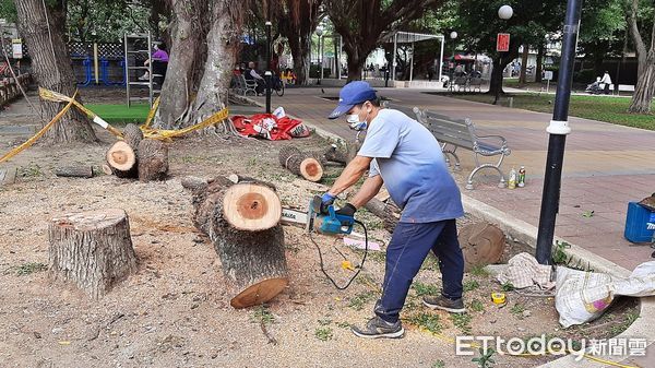 ▲枯木化身新北在地藝術 三重碧華公園生命之樹展現新意象。（圖／新北市景觀處提供）