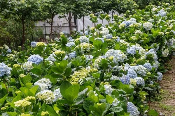 ▲2022桃園繡球花季交通資訊。（圖／農業局提供）