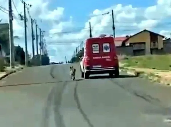 忠犬追救護車。（圖／翻攝自Tiktok@Igor Paiva Dias）