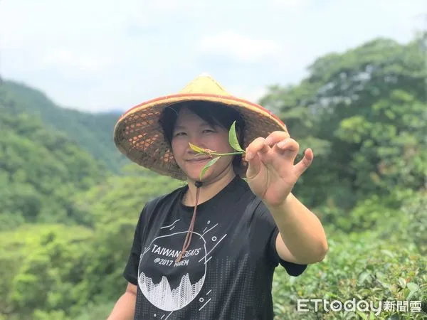 ▲坪林「世芳有機茶園」醜醜茶 女青農李若嘉邀您喝有機好茶。（圖／新北市農業局提供）