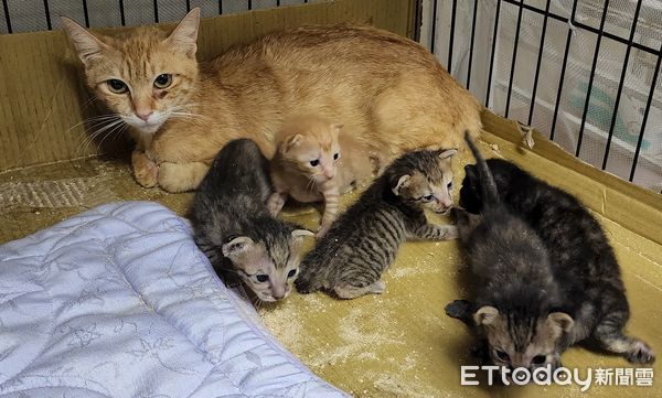 ▲▼橘媽把6隻幼貓視如己出。（圖／台灣動物緊急救援小組提供）