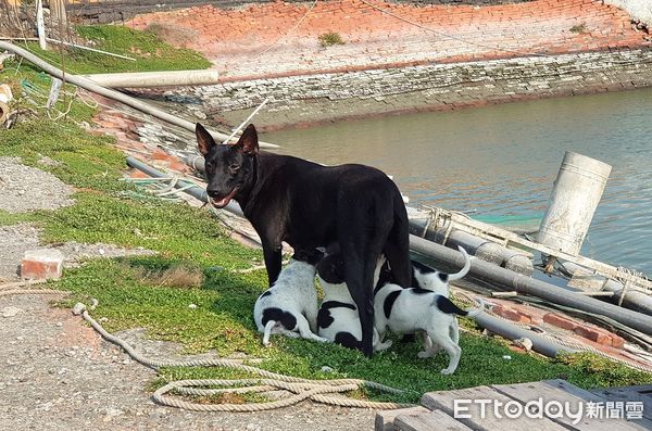 ▲▼橘媽把6隻幼貓視如己出。（圖／台灣動物緊急救援小組提供）