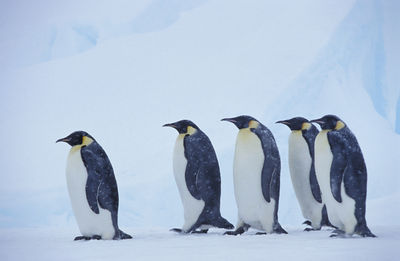 南極大陸首次出現「高致病性禽流感」　數以萬計企鵝受威脅