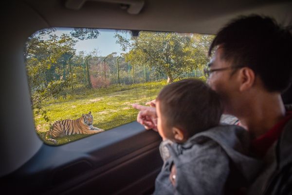 ▲關西六福莊推超早鳥「與動物Fun暑假 住房專案」入住剛果藍天客房三天兩夜5.5折。（圖／六福旅遊集團提供）