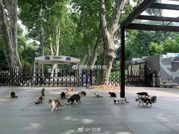 ▲▼ 上海封城，流浪貓狗跟著挨餓一個月            。（圖／翻攝 微博）