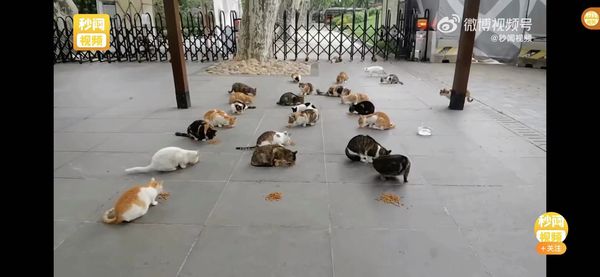 ▲▼ 上海封城，流浪貓狗跟著挨餓一個月            。（圖／翻攝 微博）