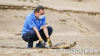 新北首創海洋救援藍海先鋒隊　侯友宜助海龜「早八」回大海