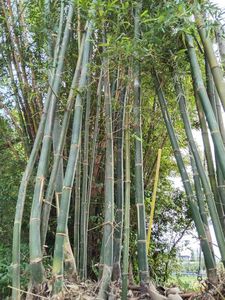 如何修整「竹圍仔」? 小農手匠邀請達人黃兆睦傳授經驗