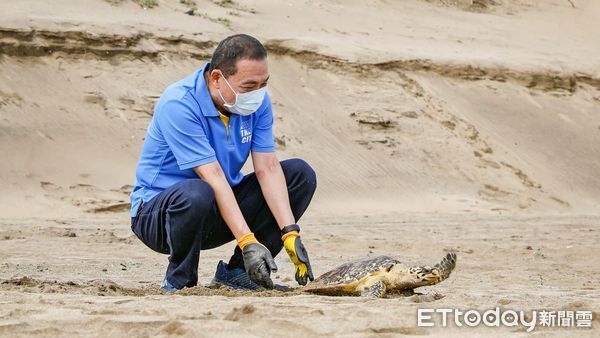 ▲全國首創海洋救援藍海先鋒隊 侯友宜助海龜「早八」回大海。（圖／新北市動保處提供）