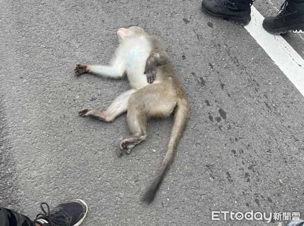▲猴子遭撞喪命。（圖／記者楊漢聲翻攝）