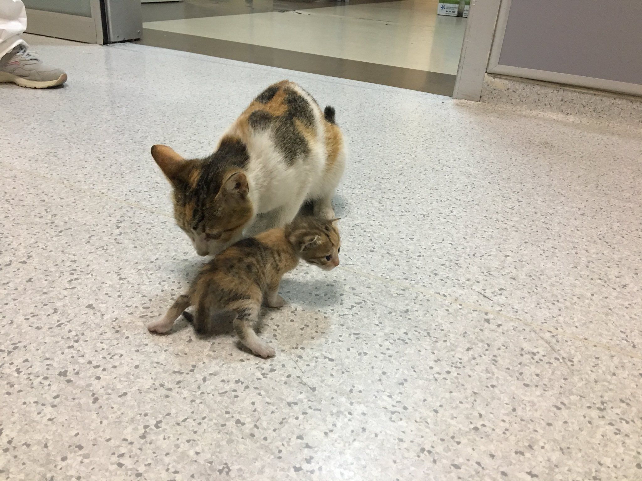 ▲▼母貓叼著幼貓到急診室。（圖／翻攝自推特）