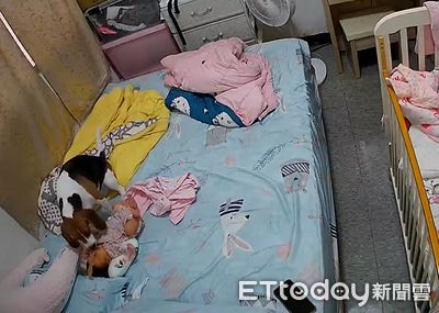 寶寶哭了米格魯咬肉肉來「放她臉上」 媽被萌暈先拍照再抱抱