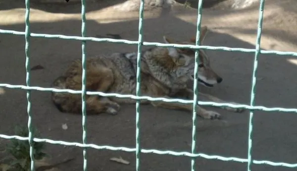 動物園狼看起來像大狗好萌　10歲童闖進圍欄「摸摸」被咬成重傷。（圖／翻攝自Twitter）