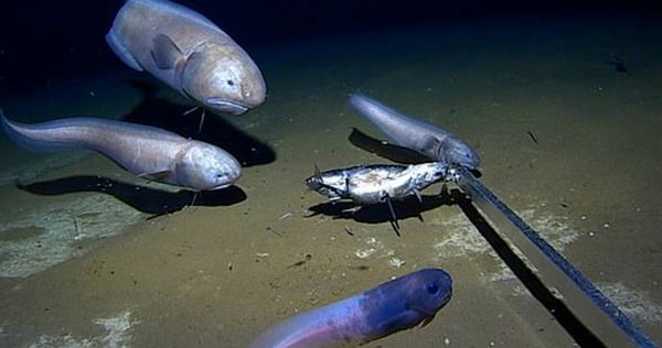 「暗黑果凍魚」出水面瞬間融化。（圖／西澳大利亞麥德魯大學的深海研究中心）
