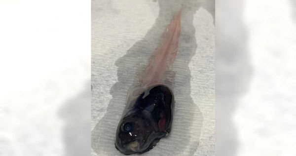 ７千公尺深海發現最憂傷的魚　「暗黑果凍魚」出水面瞬間融化