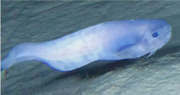 阿塔卡馬獅子魚。（圖／翻攝自紐卡索大學官網）