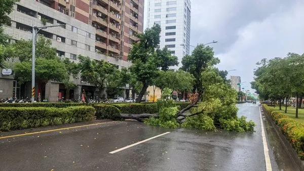 ▲▼高雄今晨瞬間暴雨釀災！路樹倒榻佔據車道。（圖／記者賴文萱翻攝）