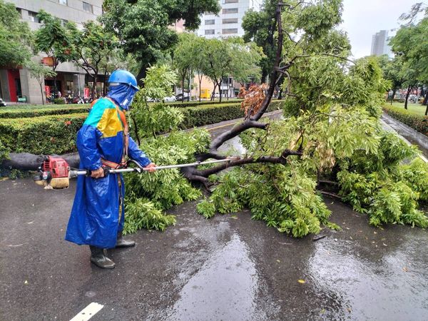 ▲▼高雄今晨瞬間暴雨釀災！路樹倒榻佔據車道。（圖／記者賴文萱翻攝）