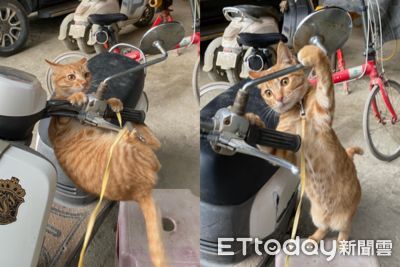 機車後照鏡歪了 橘貓師傅雙手緊抓「幫忙喬角度」:這樣才安全~
