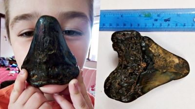 6歲童海邊玩沙撿到「300萬年前巨齒鯊牙齒」！整個古生物學界都說他太幸運