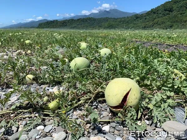 ▲受多日降雨影響，花蓮瑞穗鄉西瓜出現異常裂果等情形，讓瓜農損失不輕。（圖／花蓮縣政府提供，下同）