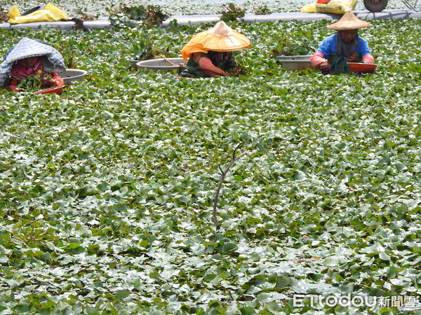 ▲台南市瀕危物種有草鴞及水雉2種，重要棲地台南有水稻田、陸上漁塭及私有保安林等3類，黃偉哲市長期盼農民生產與生態保育都能兼顧。（圖／記者林悅翻攝，下同）