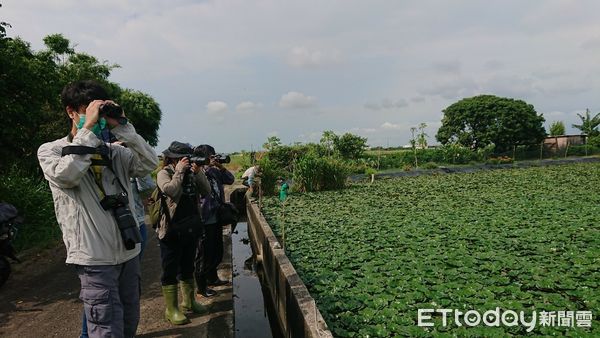 ▲台南市瀕危物種有草鴞及水雉2種，重要棲地台南有水稻田、陸上漁塭及私有保安林等3類，黃偉哲市長期盼農民生產與生態保育都能兼顧。（圖／記者林悅翻攝，下同）