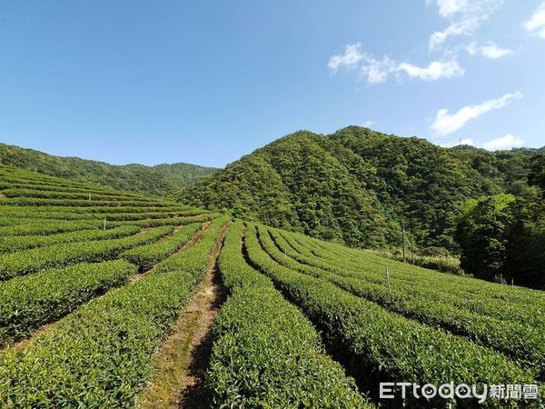 ▲新北包種茶結合米其林餐廳 5/26上市訂購享優惠加碼送。（圖／新北市農業局提供）