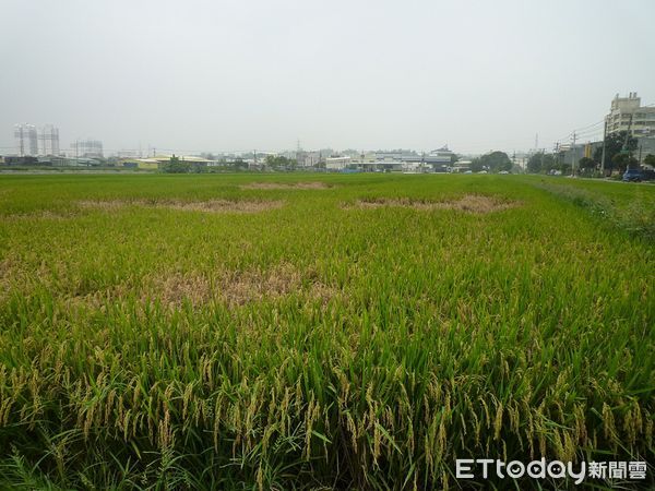 ▲褐飛蝨危害嚴重時形成「蝨燒」             。（圖／記者陳崑福翻攝）