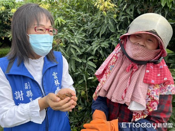 ▲古坑鄉老欉荔枝園受霪雨影響，全園結果率僅剩2成。（圖／記者蔡佩旻翻攝）