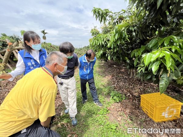 ▲古坑鄉老欉荔枝園受霪雨影響，全園結果率僅剩2成。（圖／記者蔡佩旻翻攝）