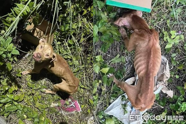 ▲比特犬遭棄彰化橋下「餓到骨頭凸出」　軟癱草叢堆埋頭找食物。（圖／徐文良（徐園長護生園）提供）