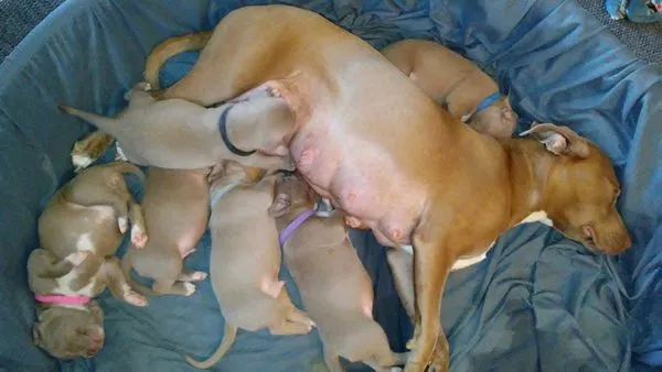 ▲6個月大狗狗懷孕進收容所　她暖收編「協助待產」順利迎接6寶寶。（圖／翻攝自Dogspotting Society）