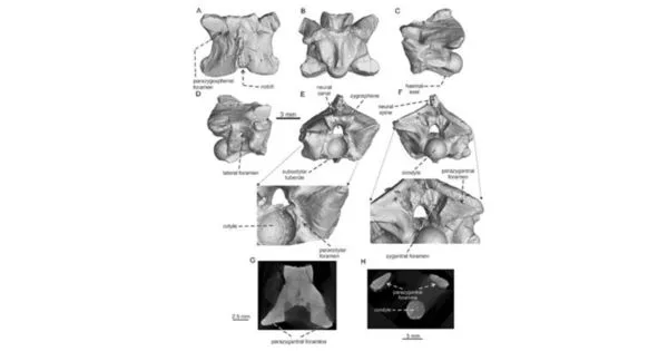 ▲▼科學家在印度北部發現3500萬年前的巨蛇科化石。（圖／翻攝自印度科技部官網）