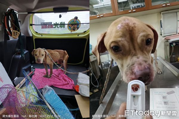 ▲彰化再傳比特犬棄養「餓到站不穩」　瘦成皮包骨見人搖尾求救。（圖／綠光護生園區提供）