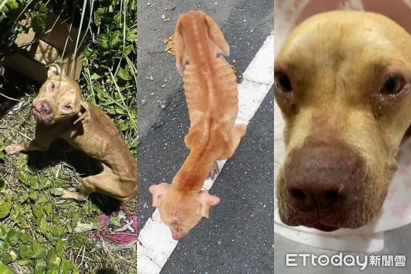 ▲彰化1周3比特犬遭棄養「暴瘦眼眶泛淚」　動防所證實：正在調查中。（圖／徐文良（徐園長護生園）、綠光護生園區、李姓網友提供）