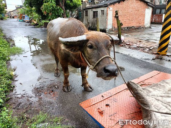 ▲雲林青農林家良收養的水牛《安心》今日跑到街上，被民眾錄影ＰＯ網。（圖／記者蔡佩旻翻攝）