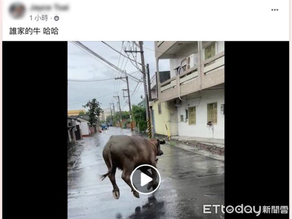 ▲雲林青農林家良收養的水牛《安心》今日跑到街上，被民眾錄影ＰＯ網。（圖／記者蔡佩旻翻攝）