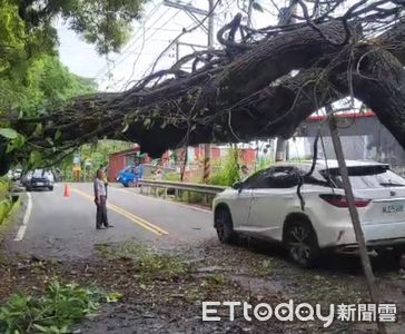 快訊 ／中橫公路土石鬆動大樹橫倒懸空　小型車免強通行