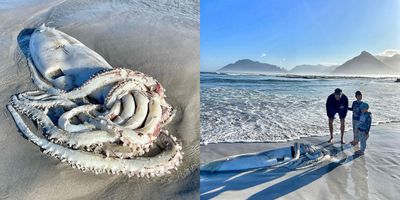 南非海灘發現3.3公尺「大王烏賊」蹤跡　 觸手多處傷口推測船隻螺旋槳致死
