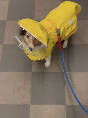 ▲▼因為外面在下雨，散步前要先為萊姆穿上雨衣。 （圖／翻攝自Twitter／TakayukiUehara）