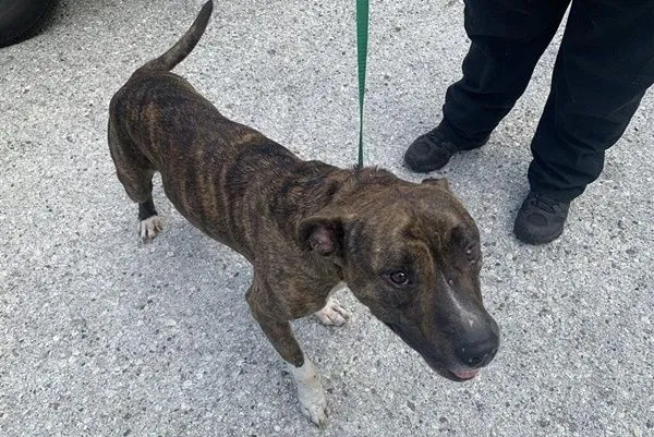 ▲▼狗狗遭飼主長期使用空氣槍射擊。（圖／翻攝赫爾南多郡警長辦公室）